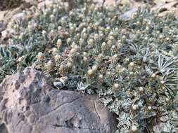 Image de Antennaria soliceps Blake