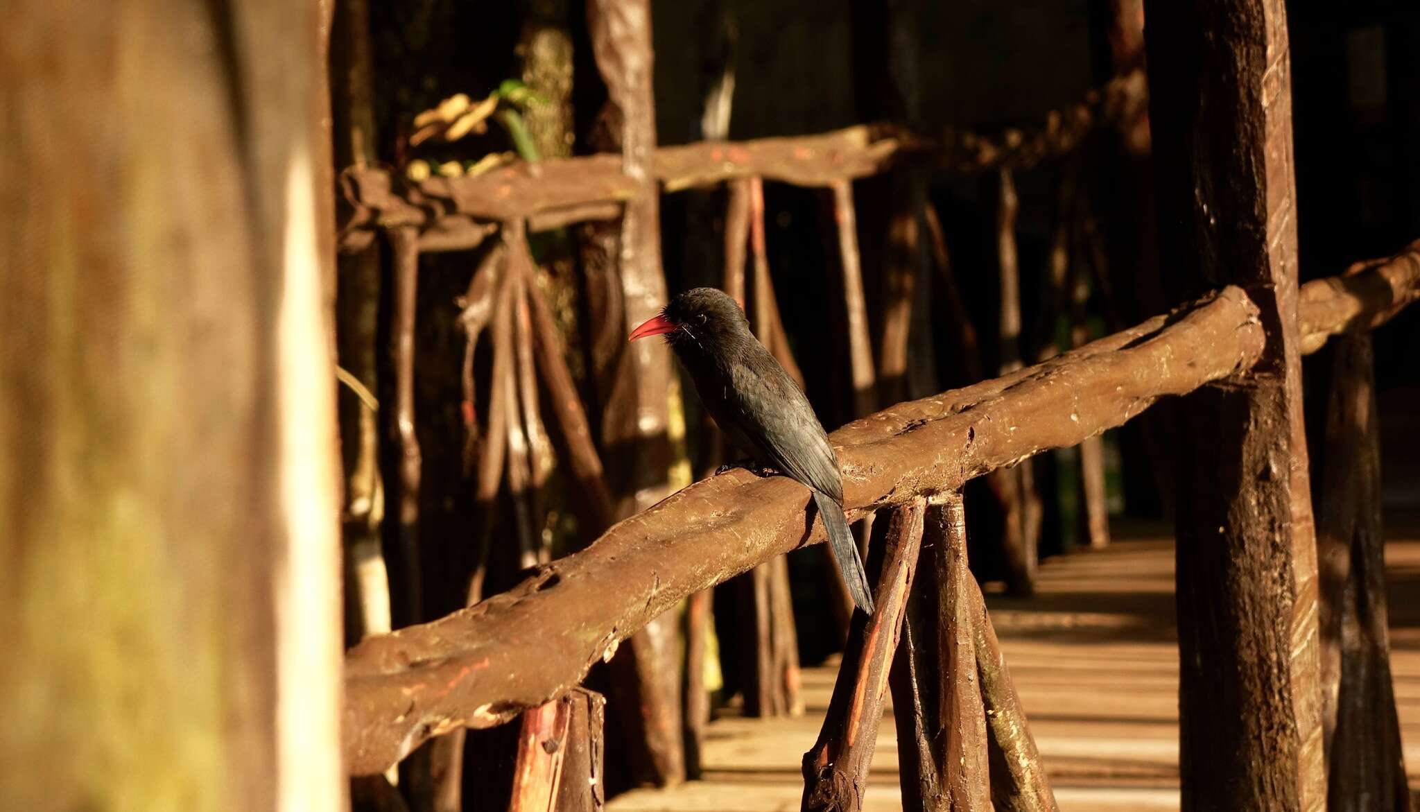 Image of Black-fronted Nunbird