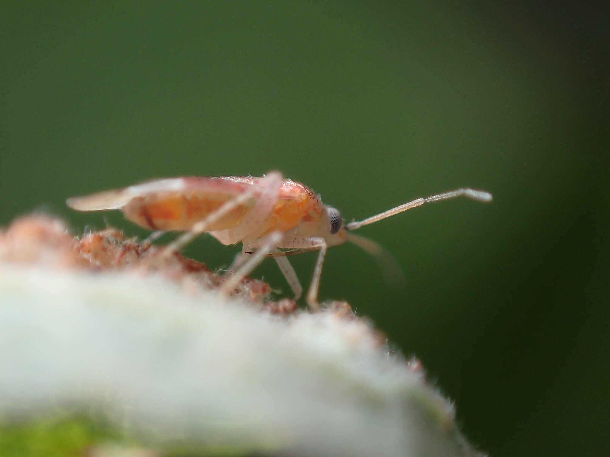 Psallus haematodes (Gmelin 1790) resmi