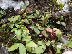 Image of Elaphoglossum spatulatum (Bory) Moore