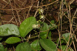 Image of Croton alnifolius Lam.