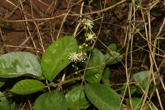 Image de Croton alnifolius Lam.