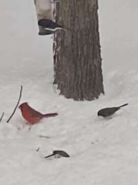 Слика од Cardinalis cardinalis cardinalis (Linnaeus 1758)