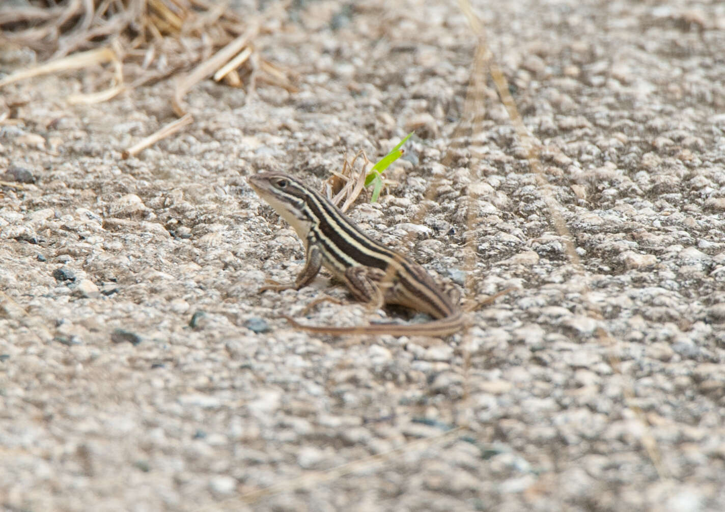 Image of Sierra Curlytail Lizard