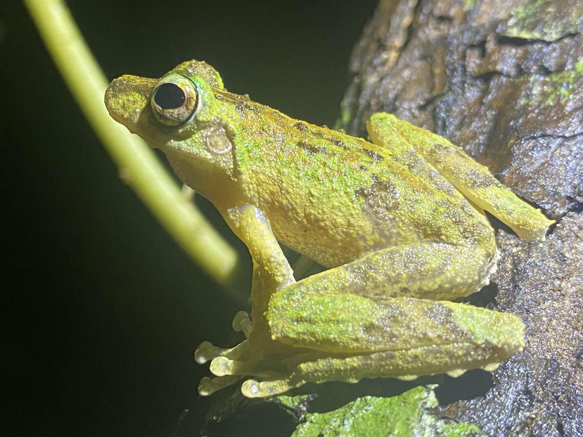 Image of Kuranda Tree Frog