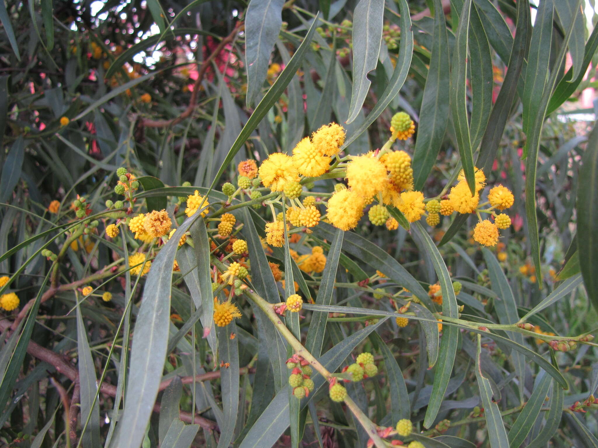 Imagem de Acacia retinodes Schltdl.