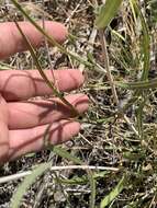 Image of Helianthus devernii Draper