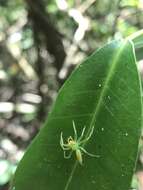 Image of Epeus flavobilineatus (Doleschall 1859)