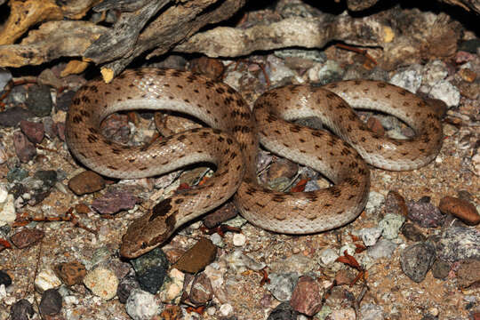 Image of Desert Night Snake