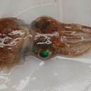 Image of Lesser Shining Bobtail Squid