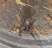 Steatoda diamantina Levi 1962的圖片