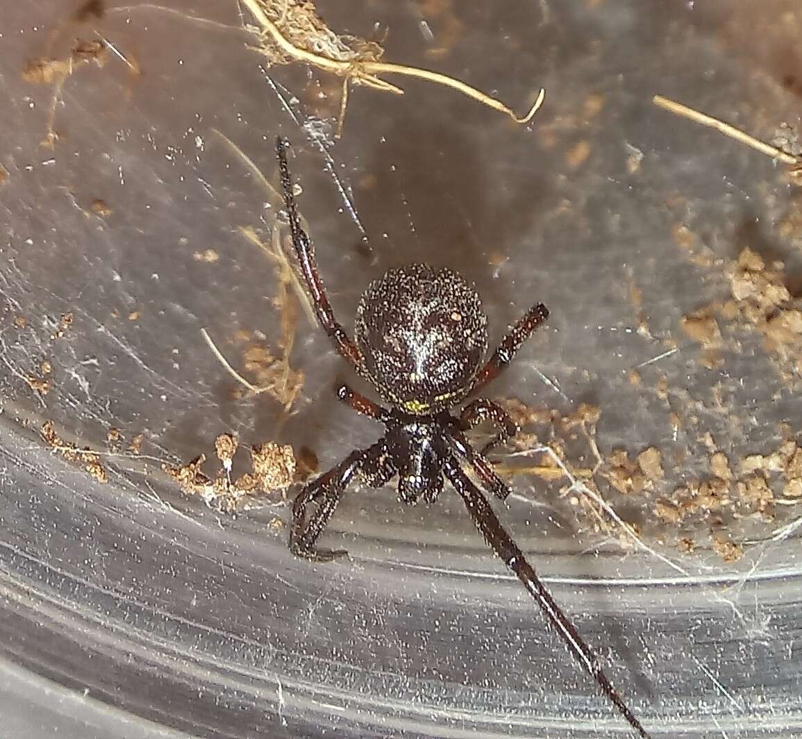 Steatoda diamantina Levi 1962的圖片