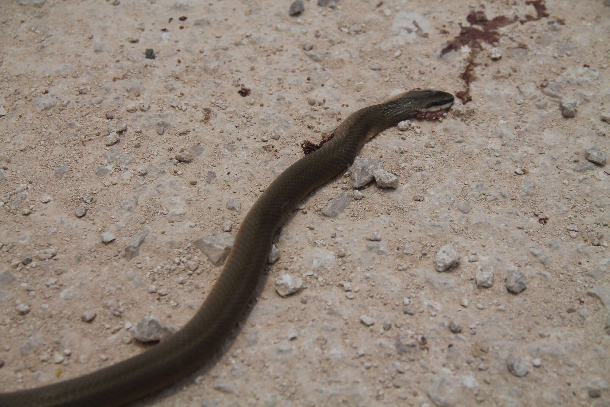 Image of Conophis lineatus concolor Cope 1867