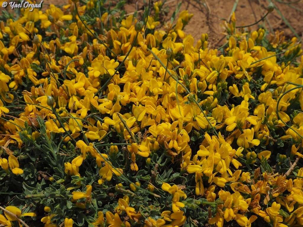 Imagem de Genista libanotica Boiss.