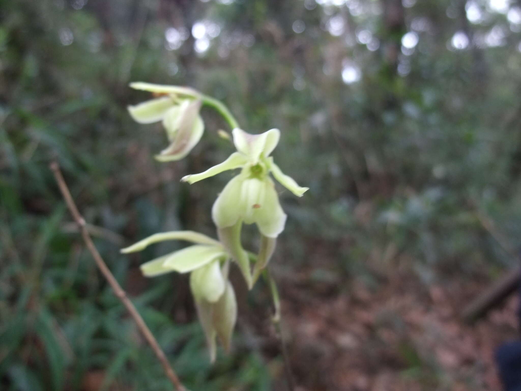 Imagem de Oliveriana egregia Rchb. fil.