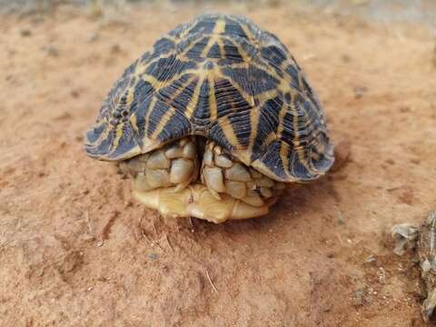 Image of Southern Tent Tortoise