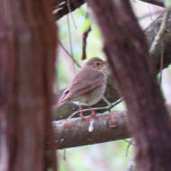 صورة Catharus fuscescens (Stephens 1817)