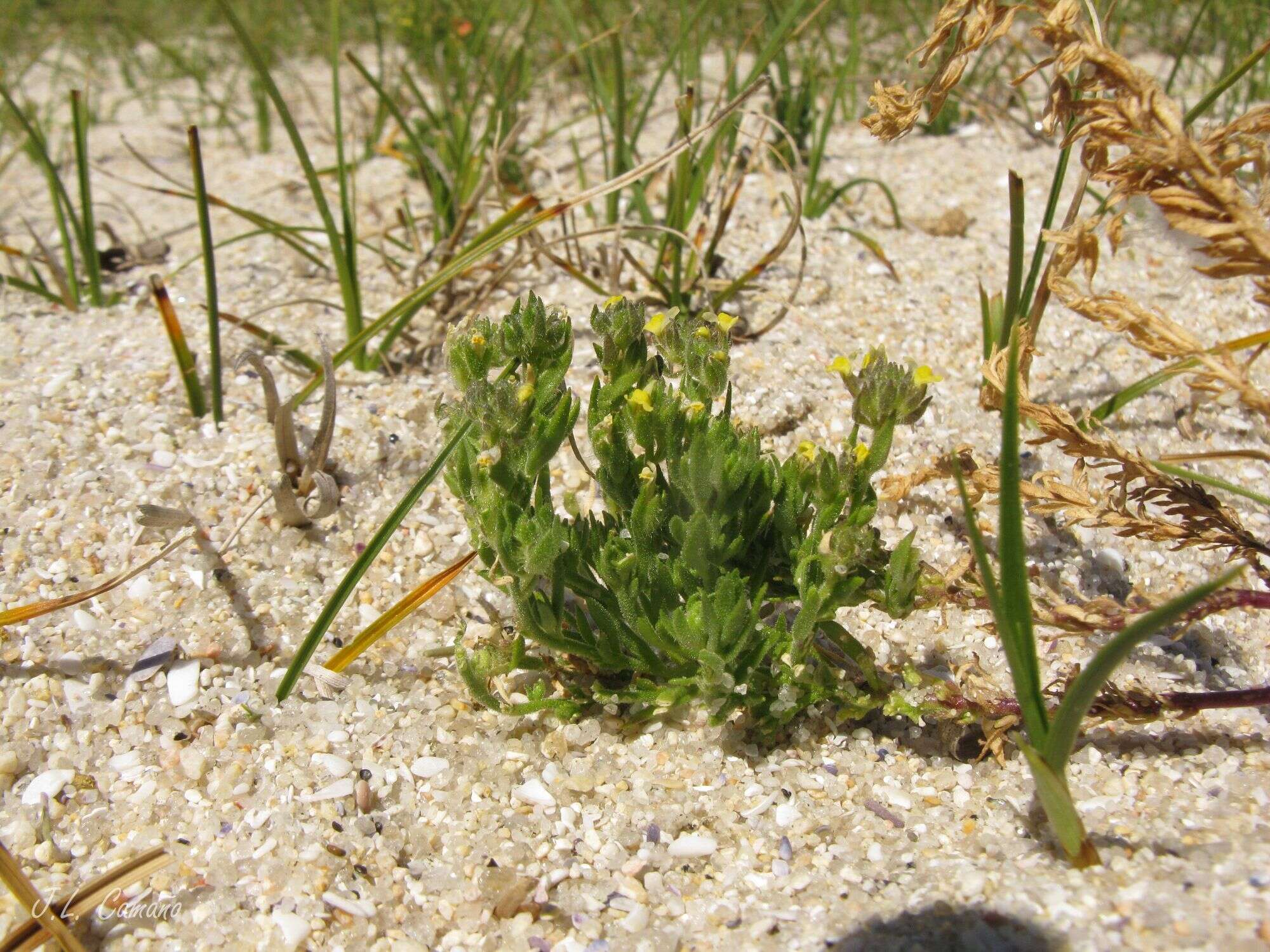 Plancia ëd Linaria arenaria DC.