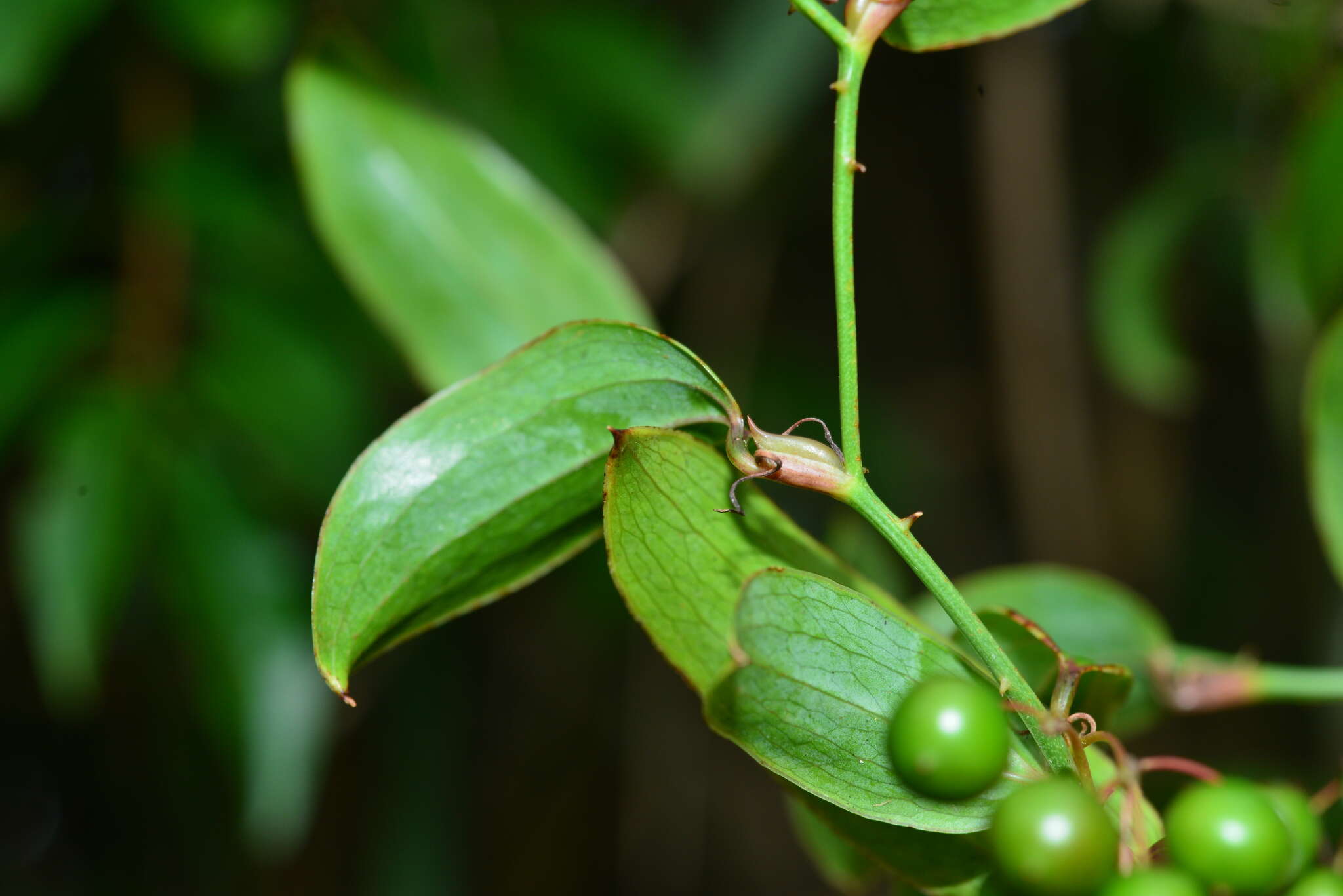 Image of Smilax elongatoumbellata Hayata