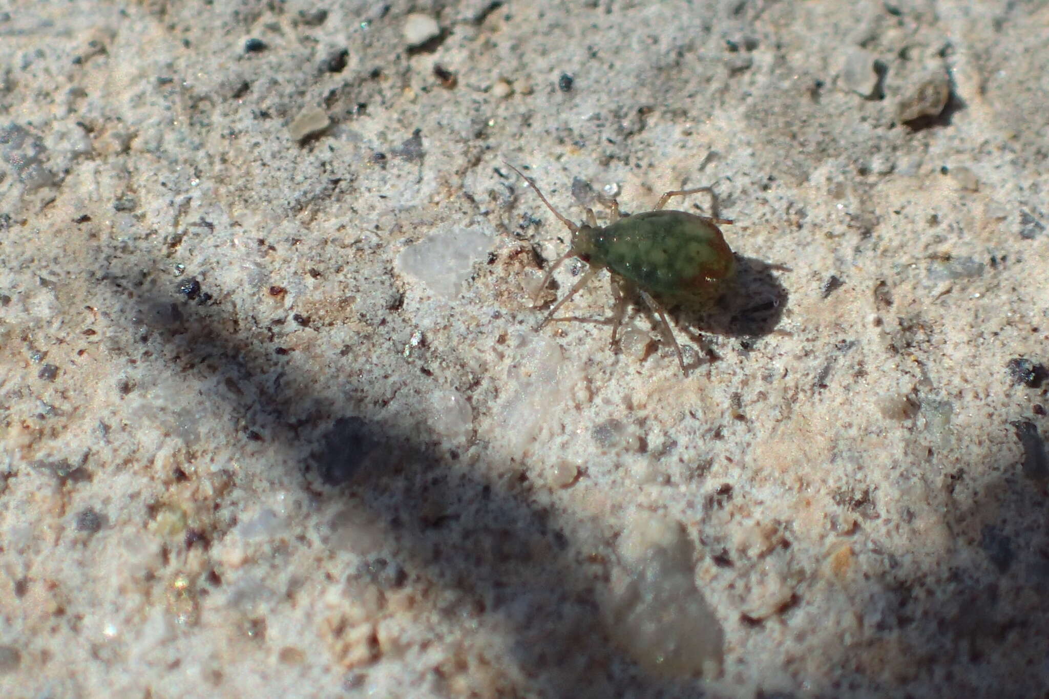 Imagem de Rhopalosiphum padi (Linnaeus 1758)