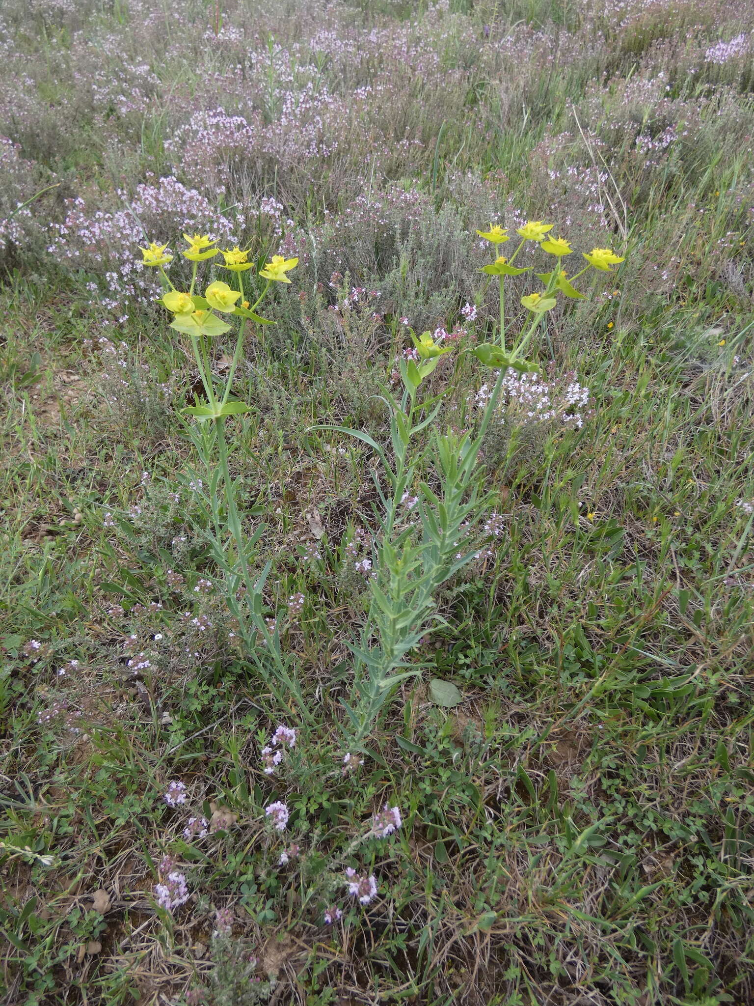 Image of serrate spurge