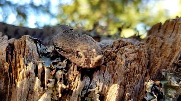 Image of Atlas Dwarf Viper