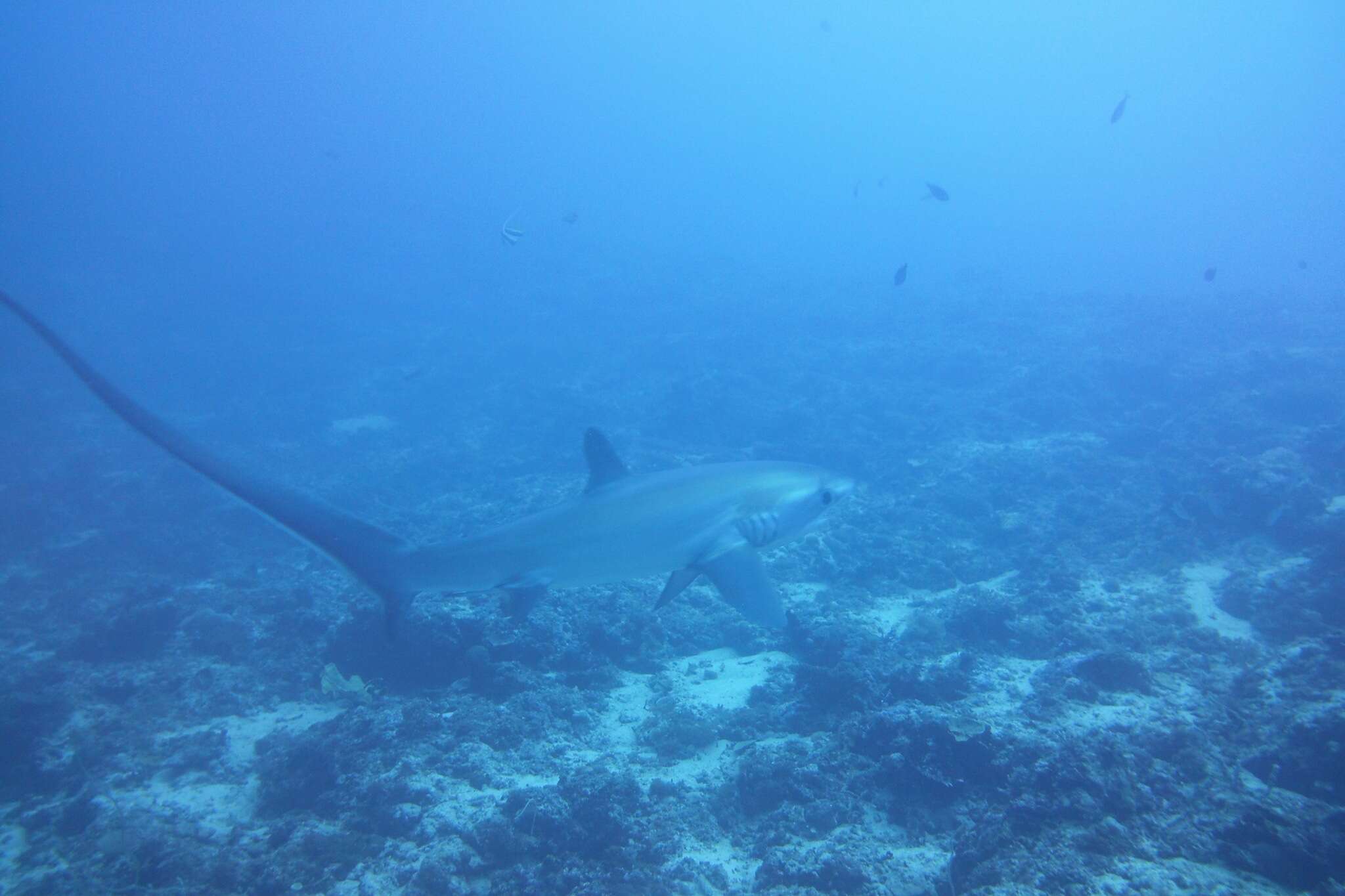 Image of thresher sharks