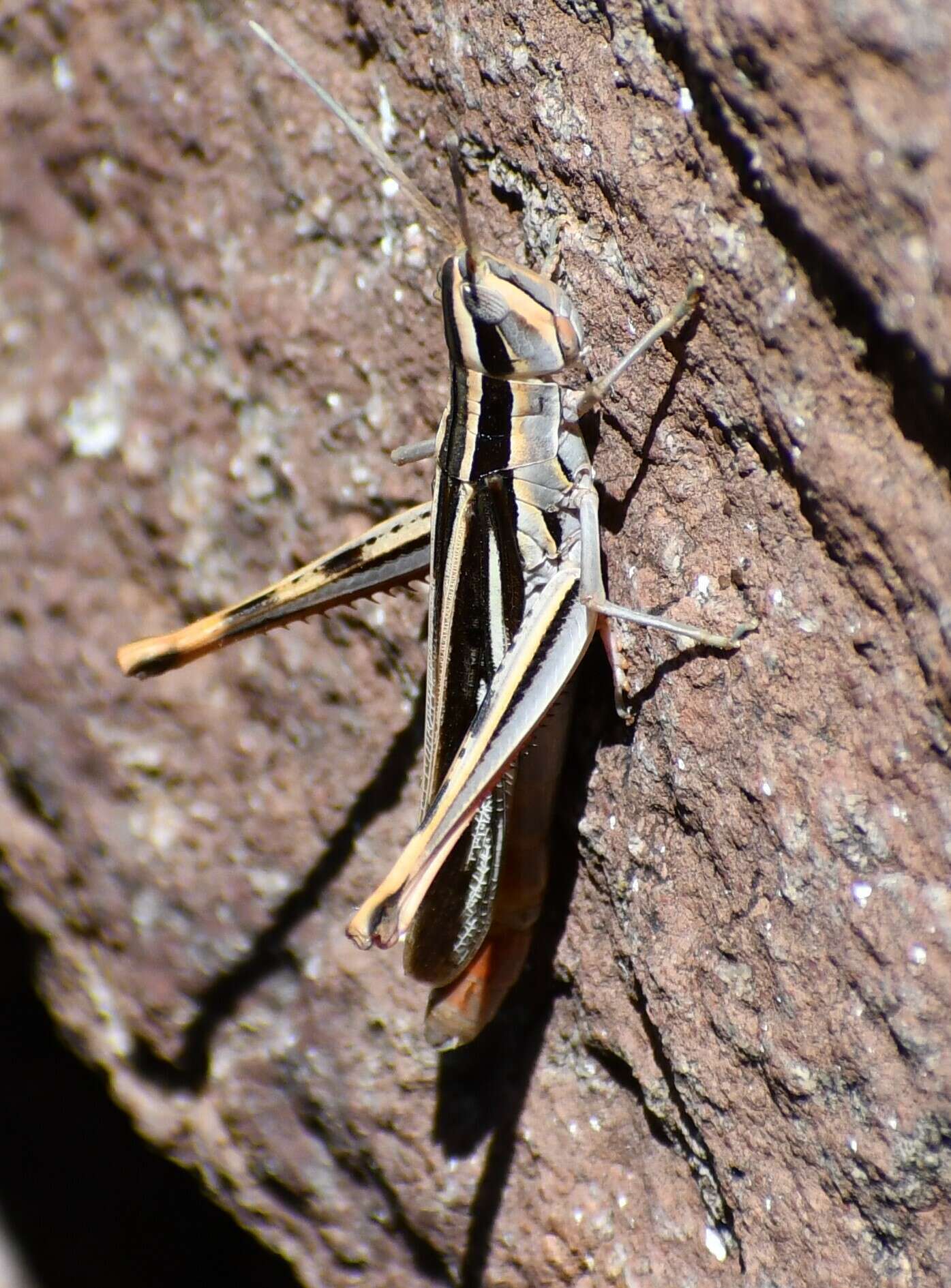 Image of Mermiria texana Bruner & L. 1889