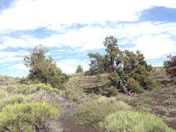 Image of Limber Pine