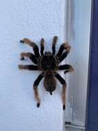 Image of Mexican Pink Tarantula