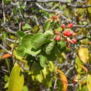 Sivun Jatropha mutabilis (Pohl) Baill. kuva