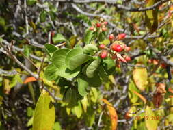 صورة Jatropha mutabilis (Pohl) Baill.