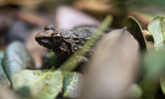 Image of Giant Philippine Frog