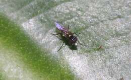 Image of Longlegged fly