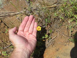 Image of Texas flax