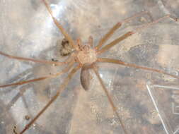 Image of Desert Recluse