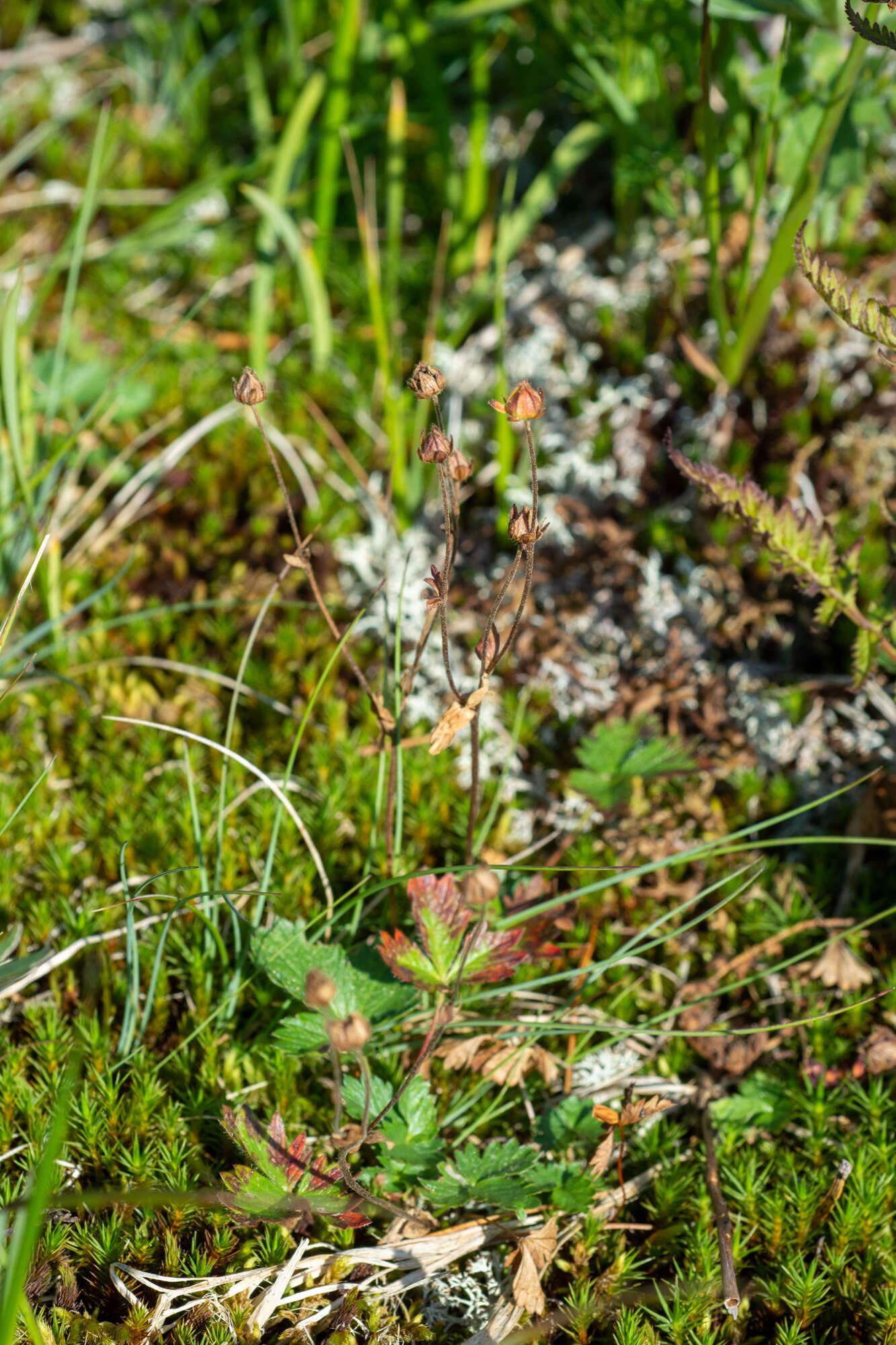 Image of Potentilla crantzii subsp. gelida (C. A. Mey.) J. Soják