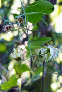 Image de Passiflora urnifolia Rusby