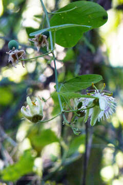 Image of Passiflora urnifolia Rusby