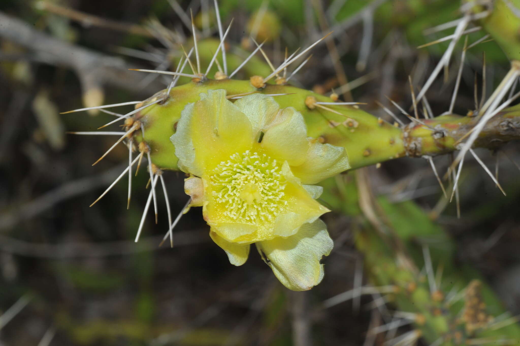 Opuntia triacanthos resmi