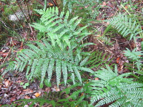 Image of Polystichum pungens (Kaulf.) C. Presl