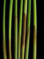 Image of Juncus hesperius (Piper) Lint