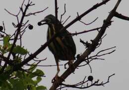 Image of Dwarf Bittern