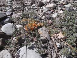 Image of globe dodder