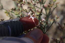 Image of Stenotis brevipes (Rose) Terrell