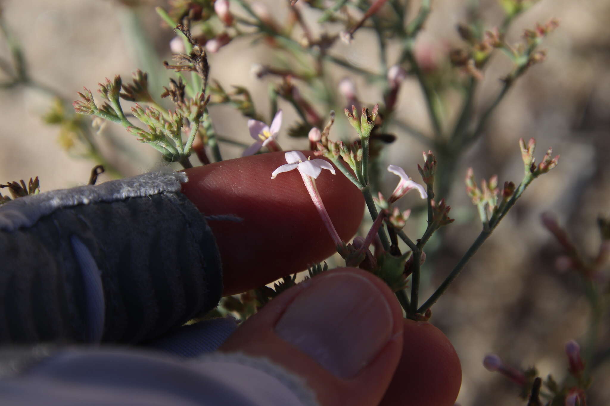 Image of Stenotis brevipes (Rose) Terrell