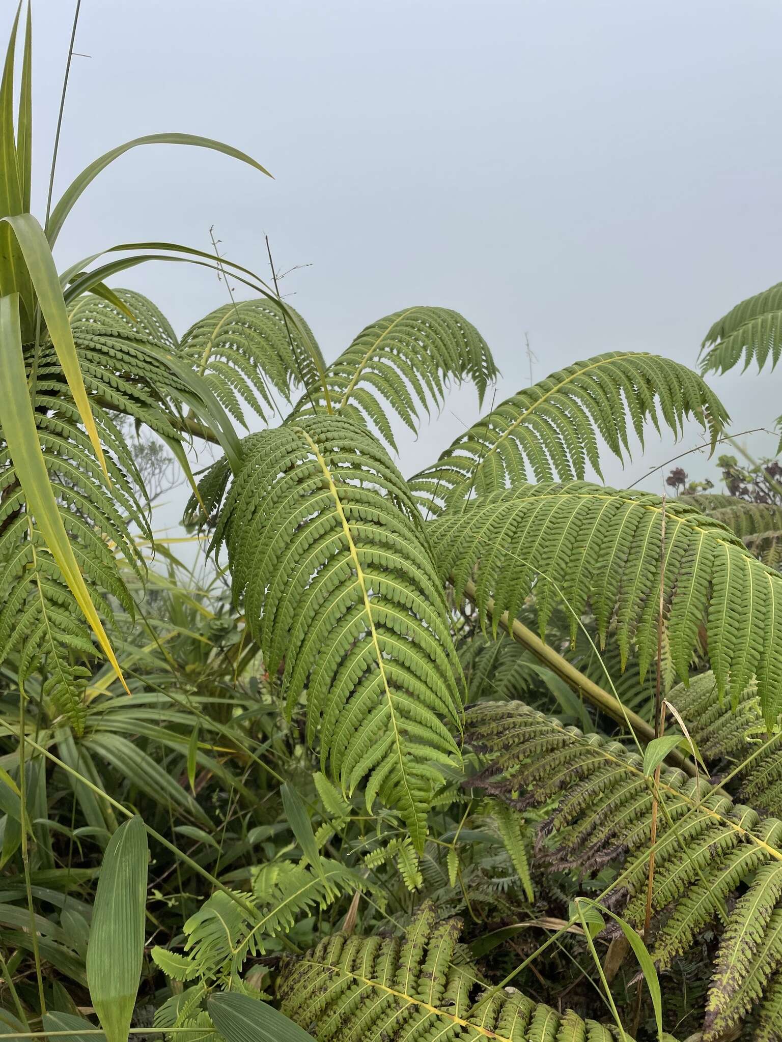 Image of Hapu'u'ii