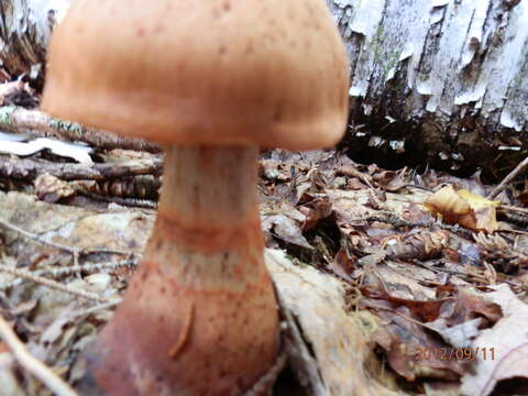 Image of Cortinarius armillatus (Fr.) Fr. 1838