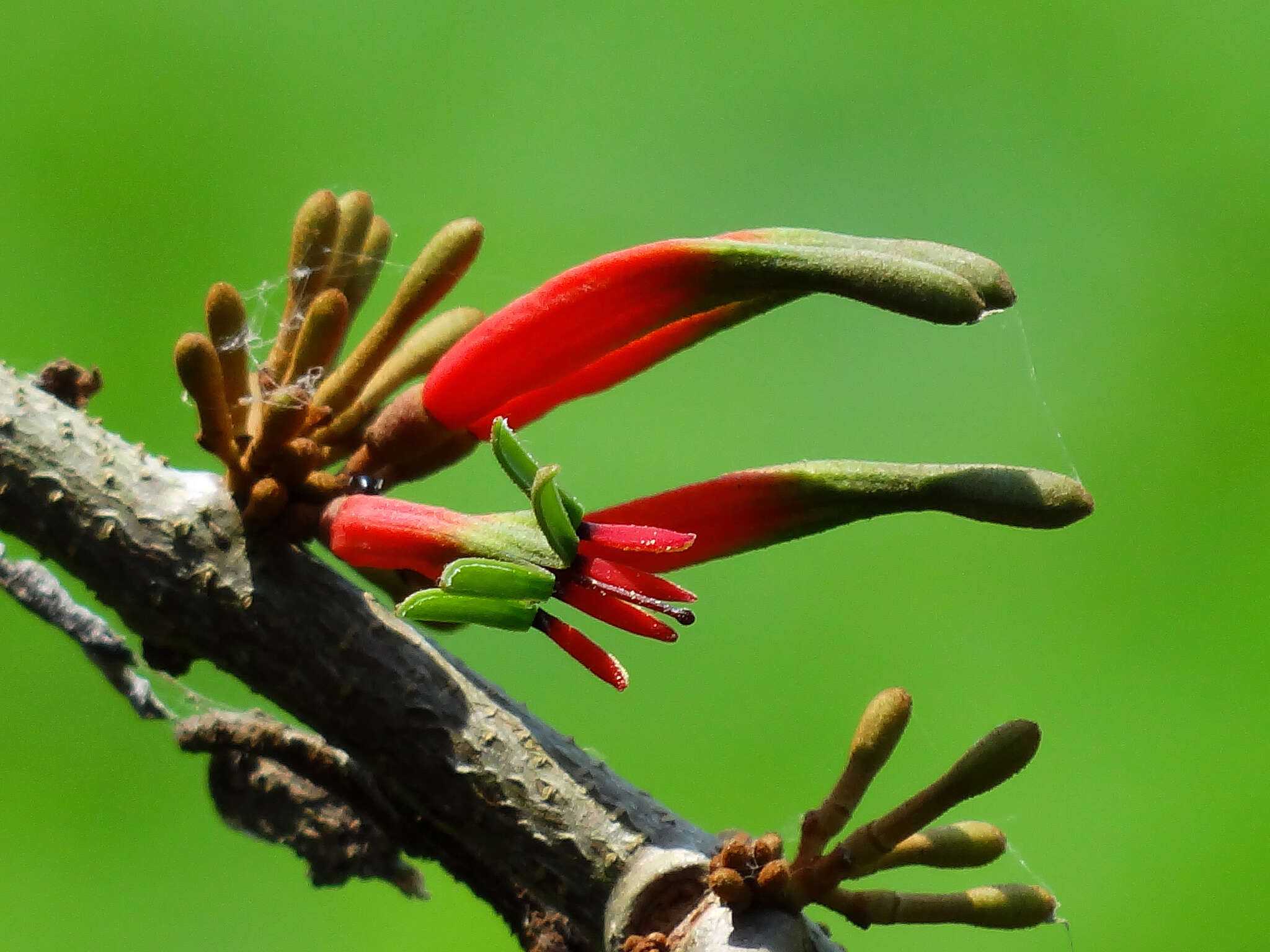 Image of Taxillus liquidambaricola (Hayata) Hosok.