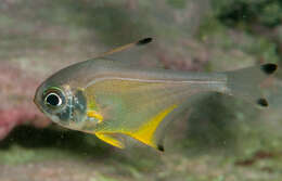 Imagem de Pempheris affinis McCulloch 1911